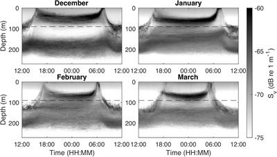 Nighttime Swimming Behavior of a Mesopelagic Fish